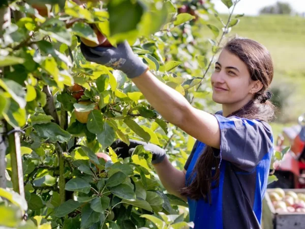 Australia Fruit Picker Farm Worker Jobs